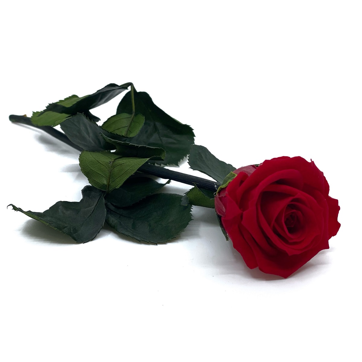 uinuv roos varrega (punane, 26cm)