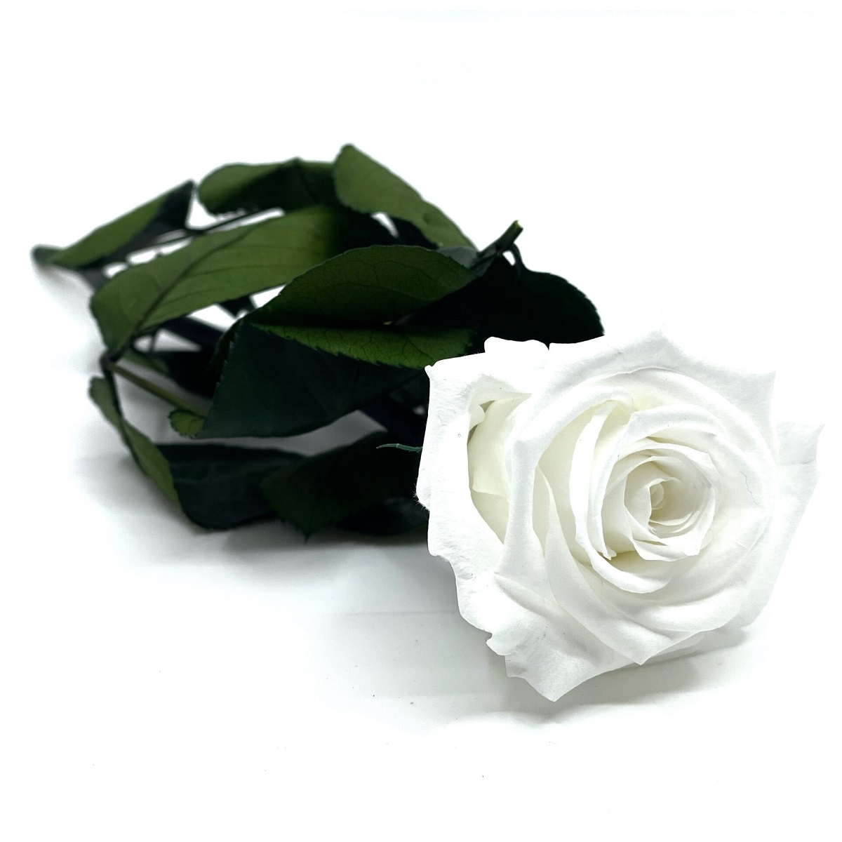 uinuv roos varrega (valge, 26cm)
