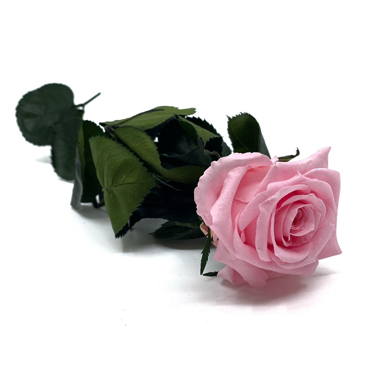 uinuv roos varrega (roosa, 26 cm)