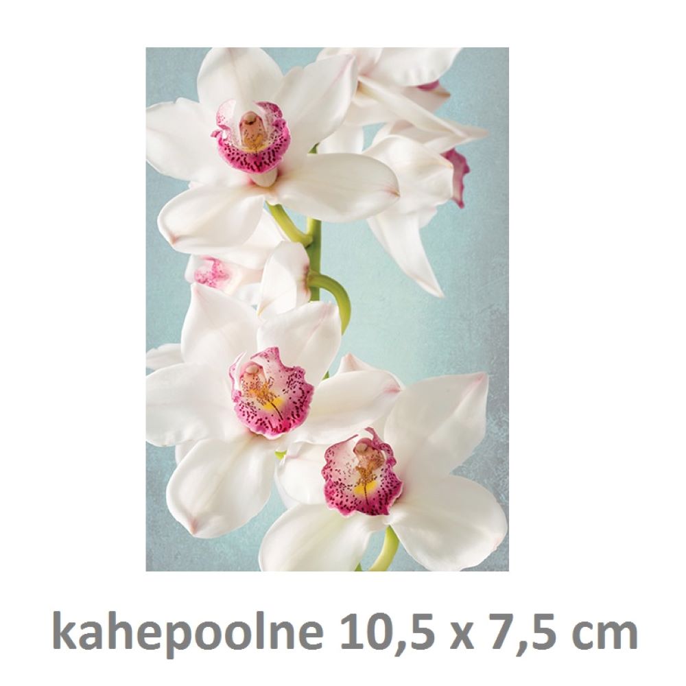 õnnitluskaart 7.5*10.5cm orhidee